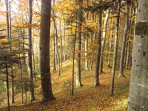RO BV Forest 1.jpg